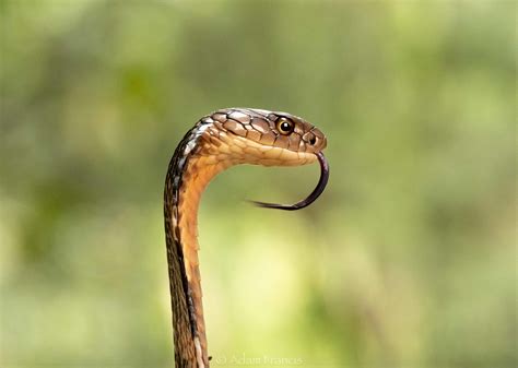 The King — HongKongSnakeID.com