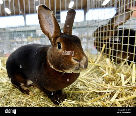 A Castor-Rex rabbit can be seen at the state association show of the ...