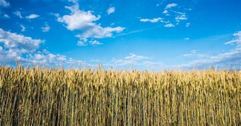 How to Make a Corn Maze | Wagner Equipment Co.