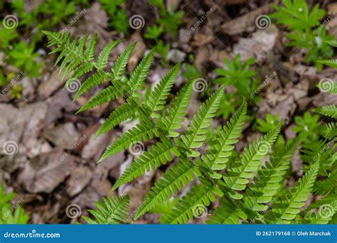 Fern is a Member of a Group of Vascular Plants that Reproduce by Spores ...