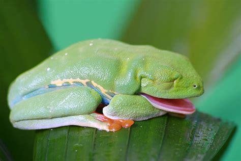 Sleeping Frog Stock Photos, Pictures & Royalty-Free Images - iStock