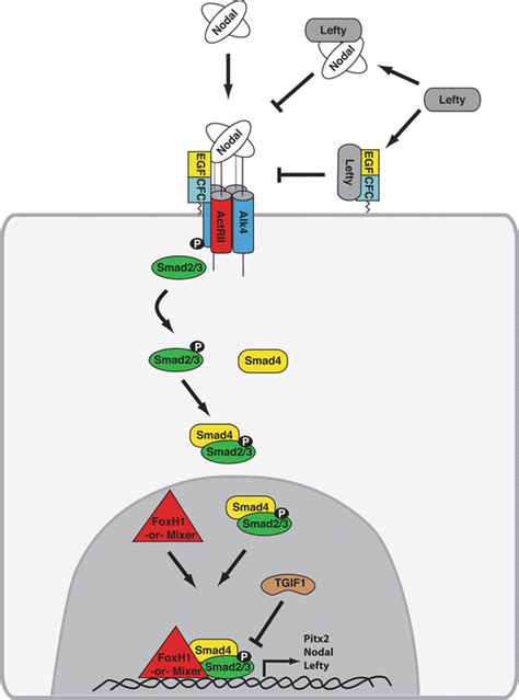 Nodal Signaling and Congenital Heart Defects | SpringerLink