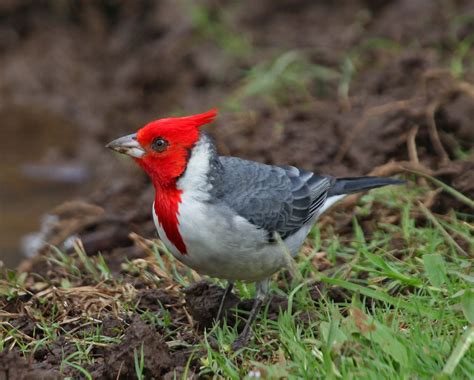 Red crested cardinal by N. Johnston | Exotic birds, Beautiful birds, Colorful birds