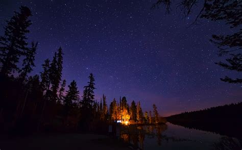 Pine Trees Under Starry Night Sky · Free Stock Photo