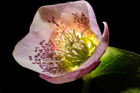 Creative Lighting for Flower Photography - Hellebore UV Photos