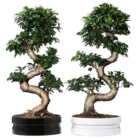 Ficus Microcarpa Ginseng Bonsai Pruning | AdinaPorter