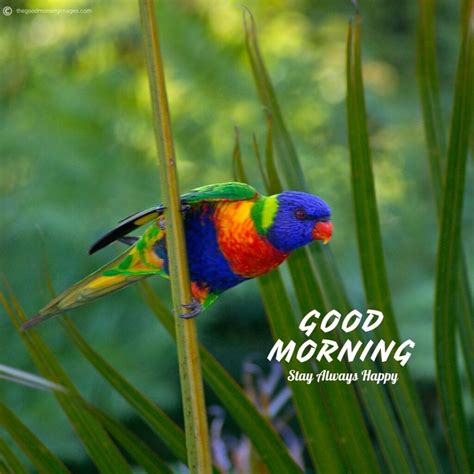 50+ Best Good Morning Birds Images To Wish Anyone [2020]