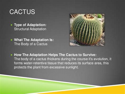 Adaptations