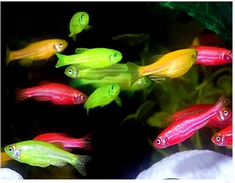 GloFish ® Danios Assortment Pack | Arizona Aquatic Gardens