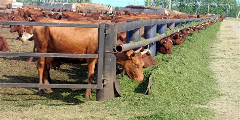 Alimentación y manejo del ganado bovino de engorda bajo condiciones de estabulación en México ...