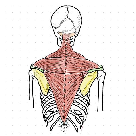 Medical Art, Im Trying, Study, Bio, Learning, Inspo, Physical Therapy ...