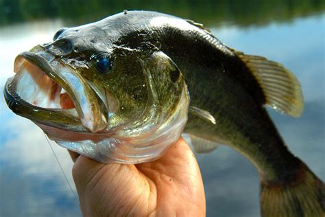 Smallmouth vs Largemouth Bass Facts - FishRook