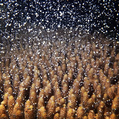 Coral spawning season is here! - Adrenalin Snorkel & Dive