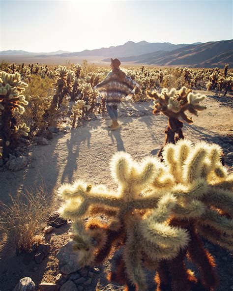 Cholla Cactus Garden (Joshua Tree National Park) — Flying Dawn Marie ...