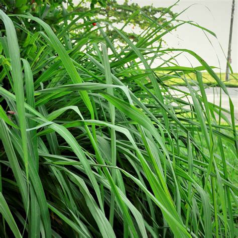 Citronella Grasses for Sale | BrighterBlooms.com