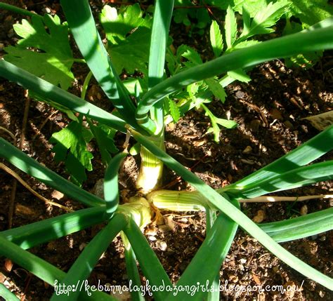 Kebun Malay-Kadazan girls: Potato Onion