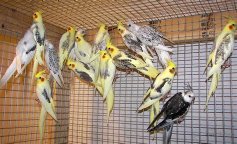 Cockatiel Many Mutations | Some of this spring/summer babies… | Flickr