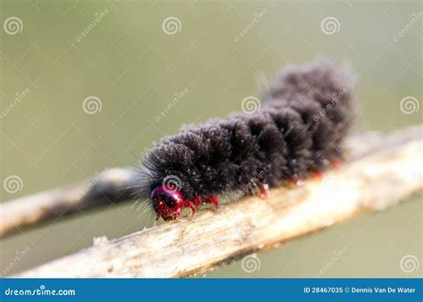 Black and red caterpillar stock image. Image of closeup - 28467035