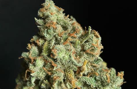 Jack Herer Strain Information | Cannafo | Marijuana | Cannabis ...