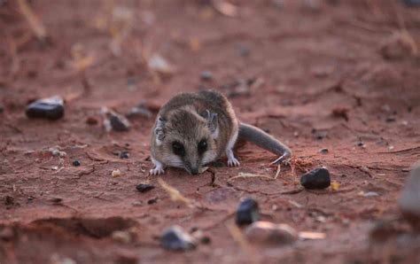 Torpor: a neat survival trick once thought rare in Australian animals ...