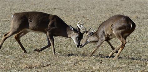 Why Bucks Fight Day 5: Deer Death Fights and Rattling Antlers - John In ...