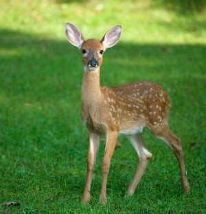 Fawn (Baby Deer) Information and Photos | ThriftyFun