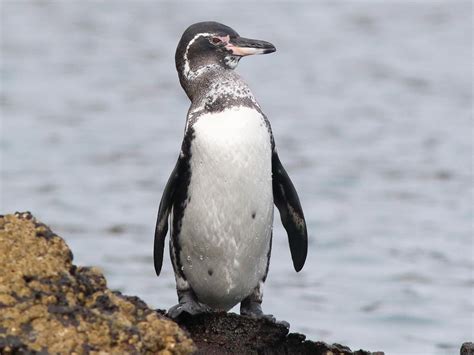 Galapagos Penguin - eBird