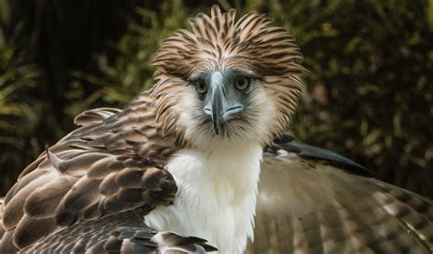 Philippine eagle facts, distribution & population | BioDB