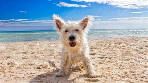 11 Best Dog Friendly Beaches Key West (& FL) Has To Offer | RV Lifestyle