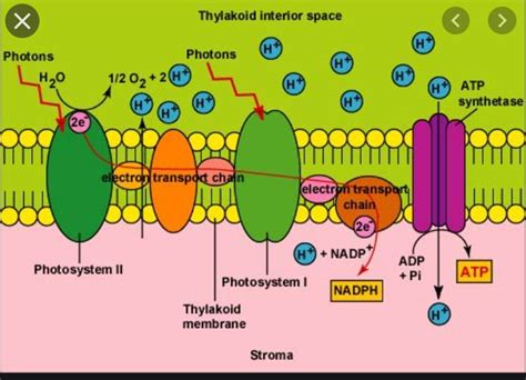 Lecture: light reaction Diagram | Quizlet