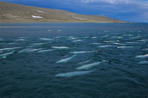 Connecting the dots: an Arctic Ocean network for the conservation of marine life