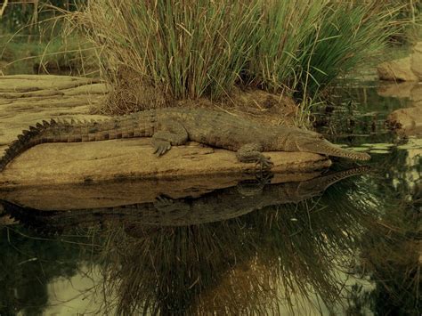 Reptiles - The Australian Museum