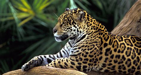 The Exotic And Endangered Species Of The Rainforest – Unique Nature ...