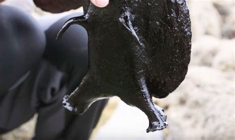 This enormous slimy sea slug is around two feet long | Inhabitat ...