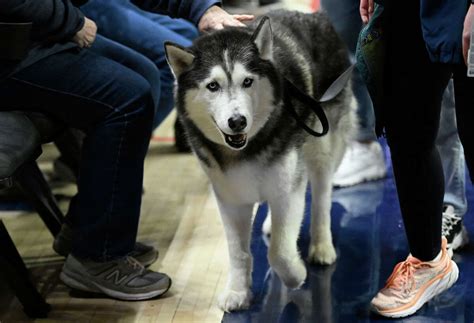 UConn's Jonathan the Husky may not attend Final Four game