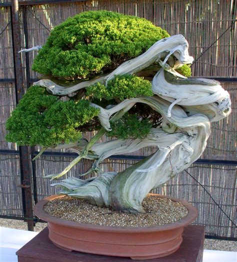 Amazing Japanese Bonsai Trees in the world Don t miss out | leafyzen