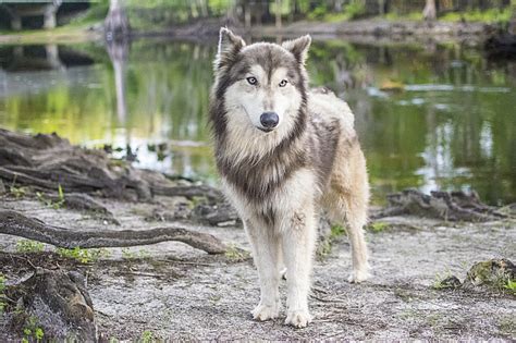 WOLFDOG PUPPIES FOR SALE - WOLFDOG PUPPY LOVE