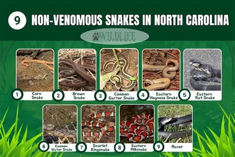 9 Non-Venomous Snakes in North Carolina - Wildlife Informer