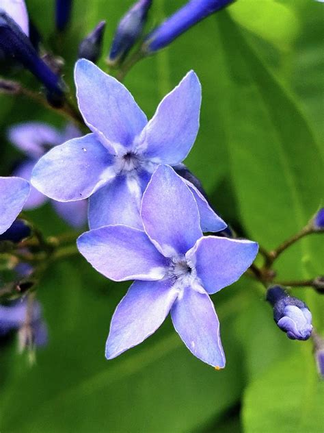 Powder Blue Flower Photograph by Tracy Chambers | Fine Art America