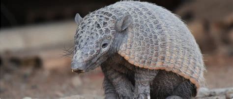 Aardvark Vs Armadillo: What Are The Differences? - IMP WORLD