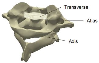 Transverse Ligament Cervical Spine