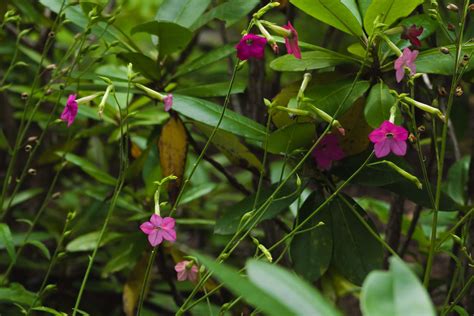 How to Grow and Care for Flowering Tobacco