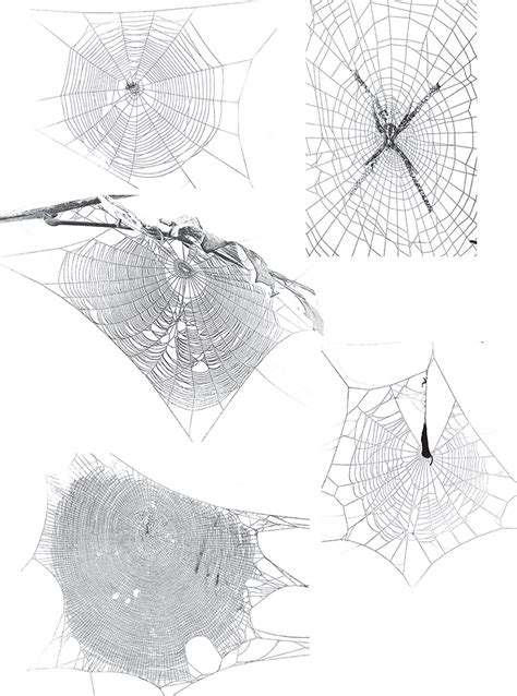 Diversity of Tropical Spiders · Frontiers for Young Minds