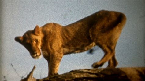 BBC Two - Natural World, 2010-2011, Elsa: The Lioness that Changed the World