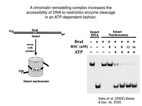 PPT - Chromatin Remodeling PowerPoint Presentation, free download - ID:6860835