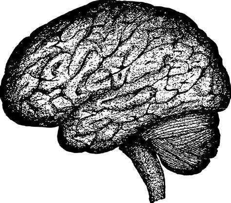 Human Brain Free Stock Photo - Public Domain Pictures