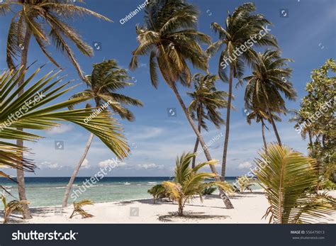 Tropical Beach Palm Trees Turquoise Water Stock Photo 556479013 ...