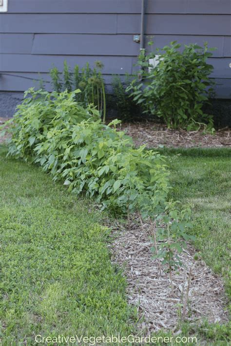 Creative Vegetable Gardener:Plant Raspberry Canes for a Fruitful Summer ...