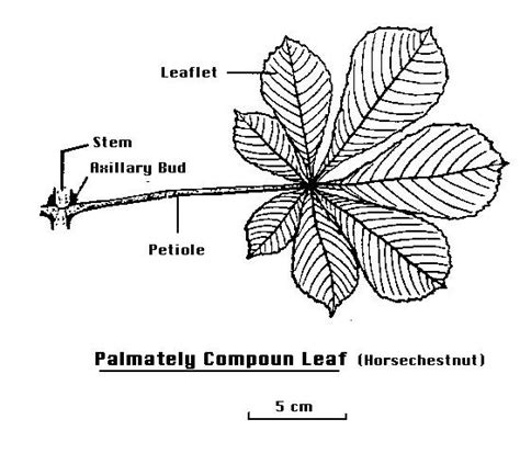 ‎Labeled drawing of a palmately compound leaf - UWDC - UW-Madison Libraries