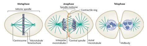 A schematic diagram representing the distribution of microtubule and ...